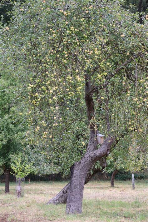 Image result for Two Crossed Trees