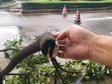 Image result for Laser Cannon Tree Cutter