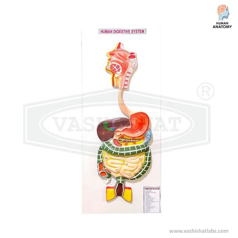 Image result for Digestive System Making Model
