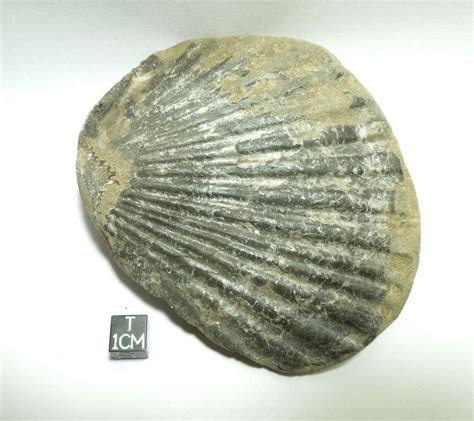 Image result for Sea Shell Fossil