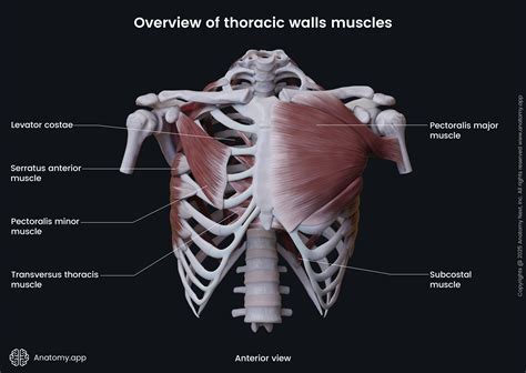 Thoracic Wall Anatomy