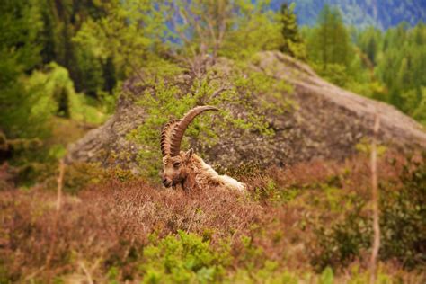 Workshop Flora and Fauna in the Alps, Col des Montets, Chamonix, 8 ...