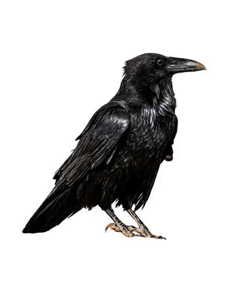 Vogel Rabe Krähe - Kostenloses Bild auf Pixabay - Pixabay