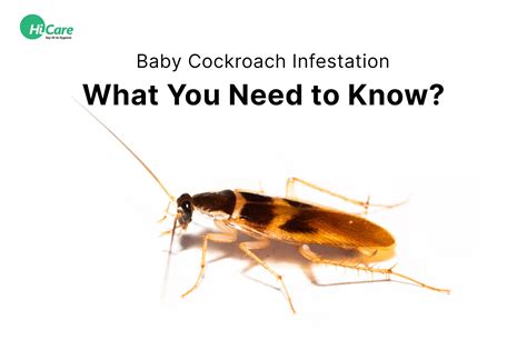 Best Information You should Know about Baby Cockroach Infestation
