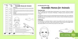 Invent an Animal Worksheet / Worksheet (teacher made)
