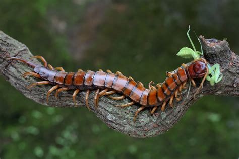 How Dangerous are Poisonous Centipedes? | EcoGuard