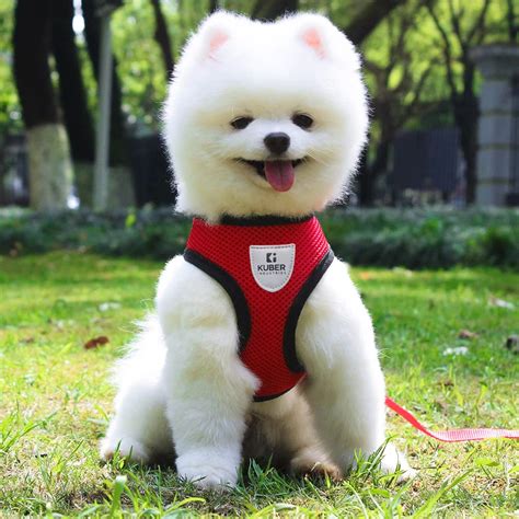 Buy Dog Harness with Non-Choking Design & Reflective Material – The ...