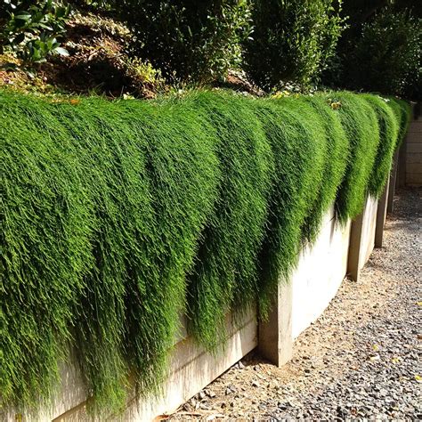 Casuarina Hanging - Plant – Lalit Enterprise