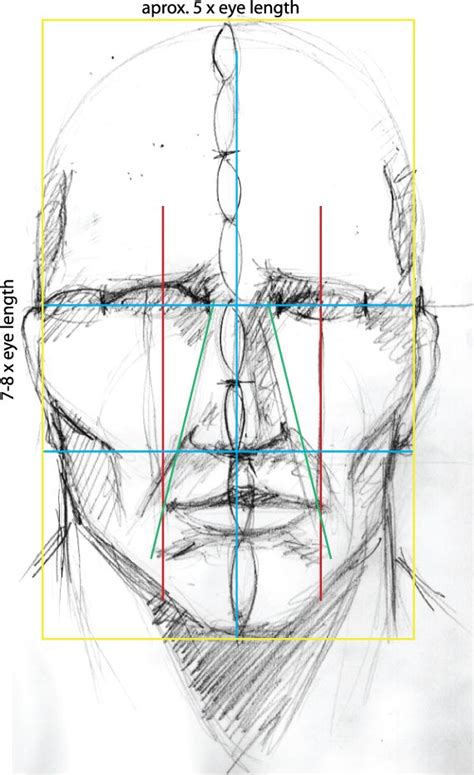Image result for Face Structure Drawing