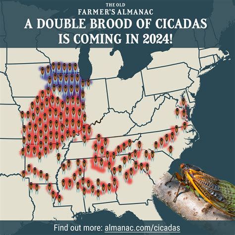 What Are Cicadas Good For