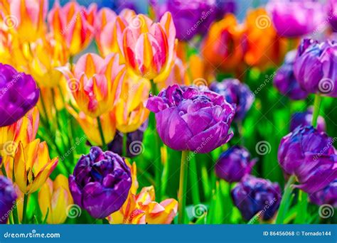 Colorful Tulip Flowers in Spring Season Stock Photo - Image of group ...
