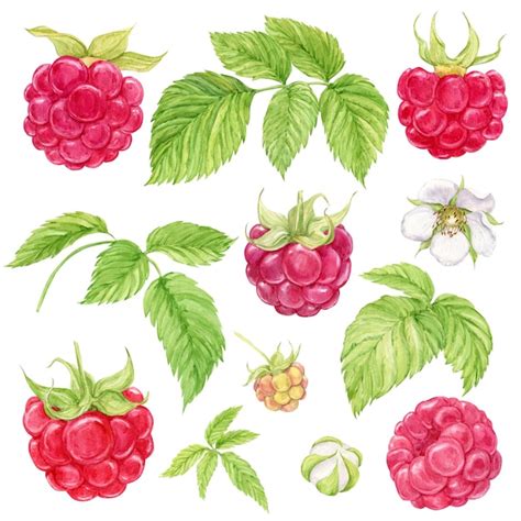 Image result for Raspberry Drawing