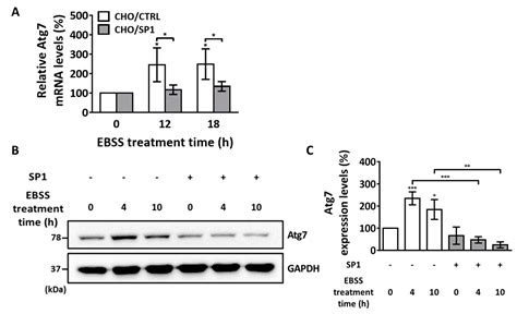Silkworm Storage Protein 1 Inhibits Autophagy-Mediated Apoptosis