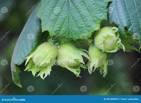 Image result for Hazelnut Tree Branch