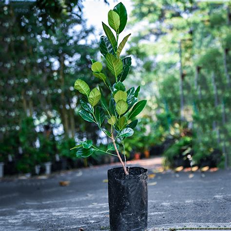 Vietnam Super Early Jack Fruit Plant – veliyathgardens