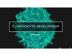 Image result for T Lymphocyte Development