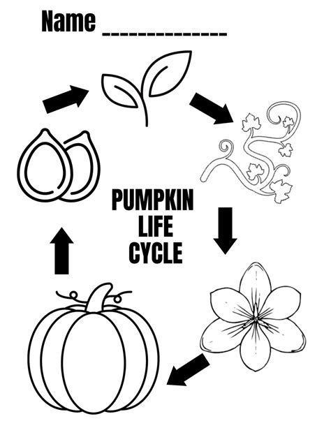 Free Printable Life Cycle Of A Pumpkin - Printable Board Games