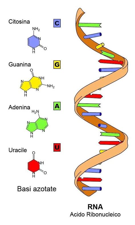 RNA Atomic Structure 的图像结果