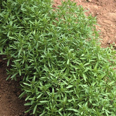 Summer Savory Plant - Plant Corz