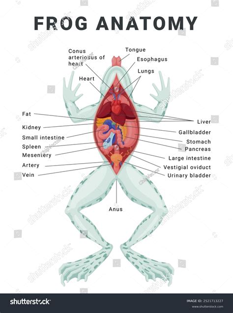 Biological Name Of Frog