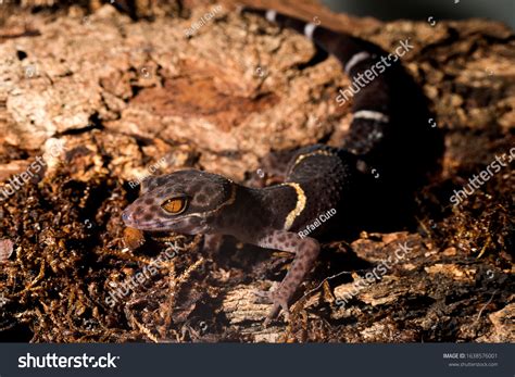Chinese Cave Gecko Goniurosaurus Hainanensis Stock Photo (Edit Now ...