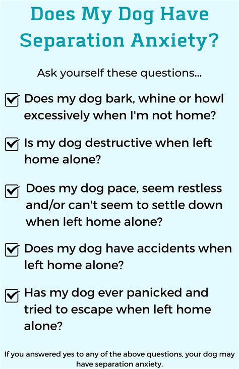 Image result for Dog Separation Anxiety Problem
