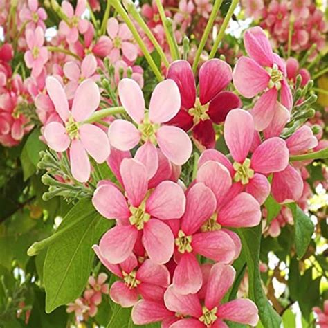 EverSneh Live Madhumalati Pink White Shaded Rangoon Creeper Flower 1 ...