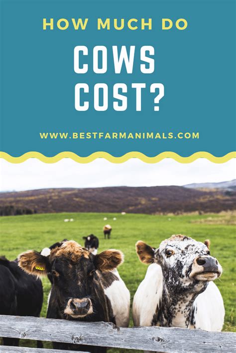How much do cows cost (1) – BestFarmAnimals