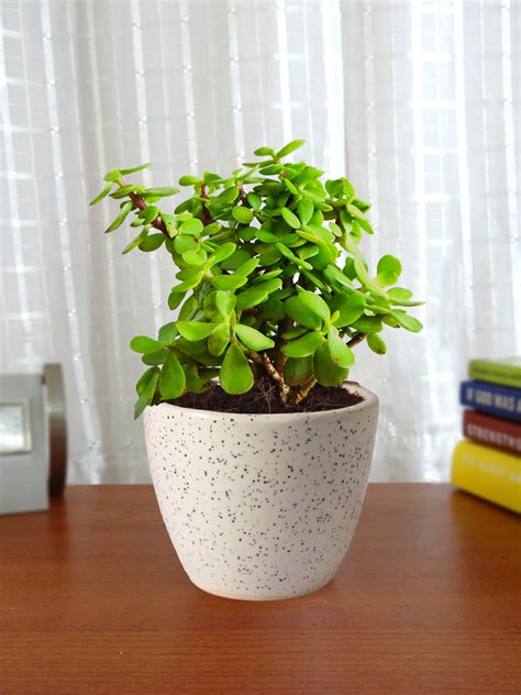 Good Luck Vastu Jade Crassula Plant - Buy Live Home Plant Online India ...