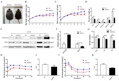 Hepatic Glucose Metabolism Disorder Induced by Adipose Tissue-Derived ...
