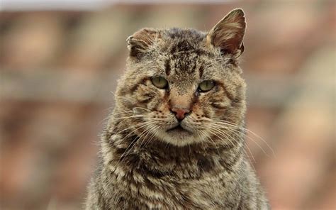 Meet the World's Oldest Cats - A-Z Animals