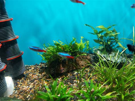 Can Tetra Fish Live Alone? A Guide to Tetra Fish Care – The Fish Keeping & Aquarium Guide.