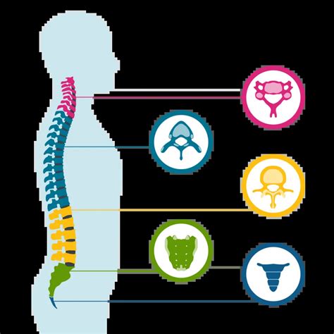 What Are The 5 Sections Of The Spine? Spinal Column Anatomy | BC Chiropractic Association