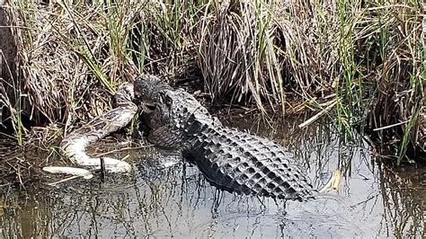 Everglades Python vs Alligator 的图像结果