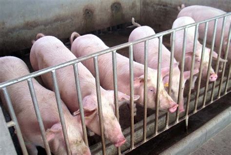 参观学习美国现代化高效养猪场（图文）—猪知乐整理 - 知乎