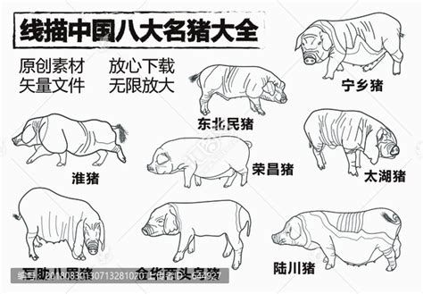 线描中国八大名猪大全,其它,设计素材,设计模板,汇图网www.huitu.com