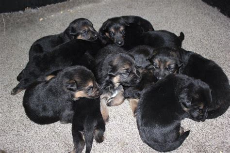 German Shepherd Puppies – MottoPride German Shepherds