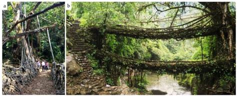 Characterizing Regenerative Aspects of Living Root Bridges