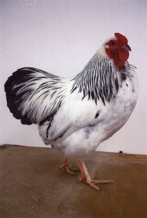 Columbian Wyandotte Chicken