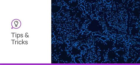 Image result for IHC Staining