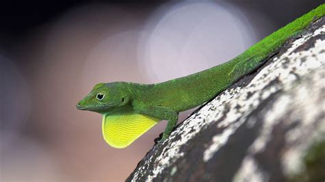 Anolis Cristatellus