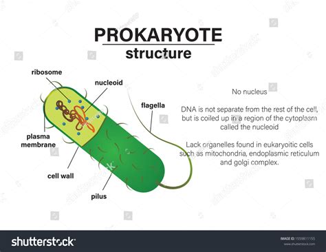 Image result for Prokaryote Structure