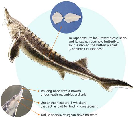 Sturgeon Characteristics | Sturgeon (Caviar Fish) | Fujikin Incorporated