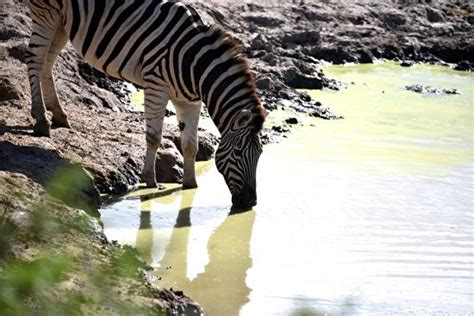 CARNARVON DALE LODGE (Amakhala Game Reserve) - Guesthouse Reviews ...