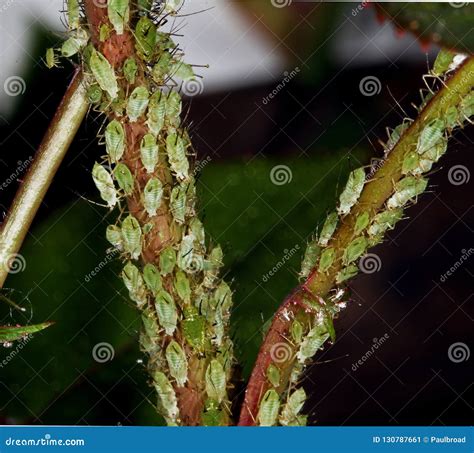 Aphids on rose bush. stock image. Image of aphidoidea - 130787661