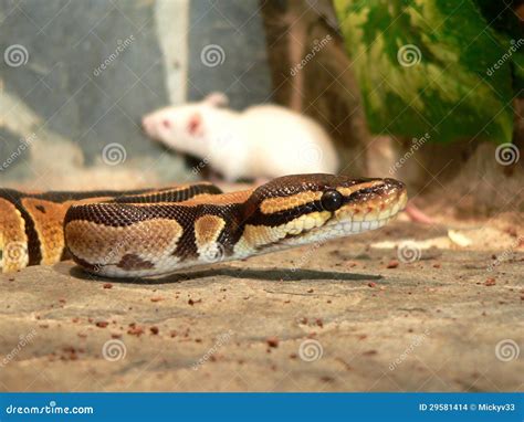 Image result for Royal Python Poo