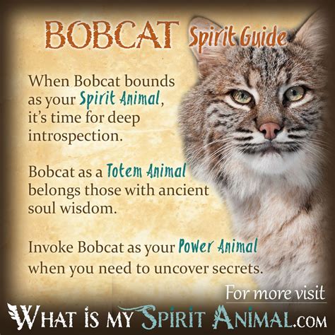 Bobcat Symbolism & Meaning Explained