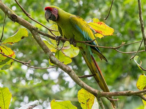 Great Green Macaw - eBird