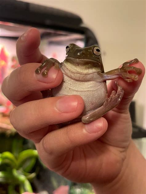 Image result for Snowflake Dumpy Tree Frog