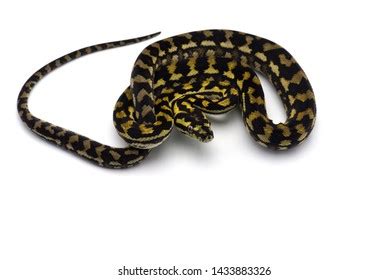 Image result for Green Australian Carpet Python
